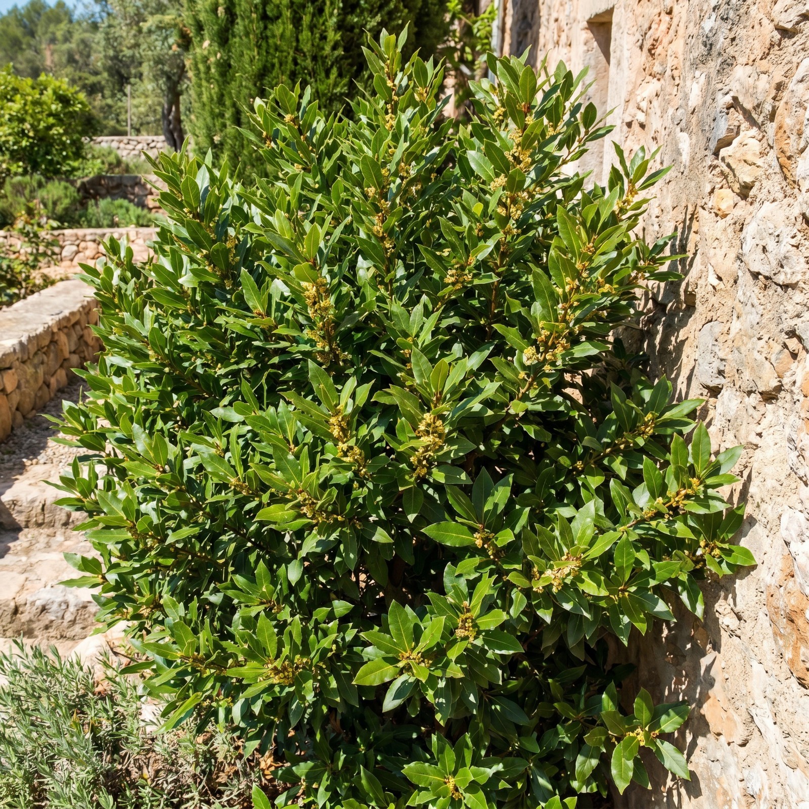 Bay Leaf Live Plant 4-7 Inches Tall Sweet Laurus Nobilis Tree