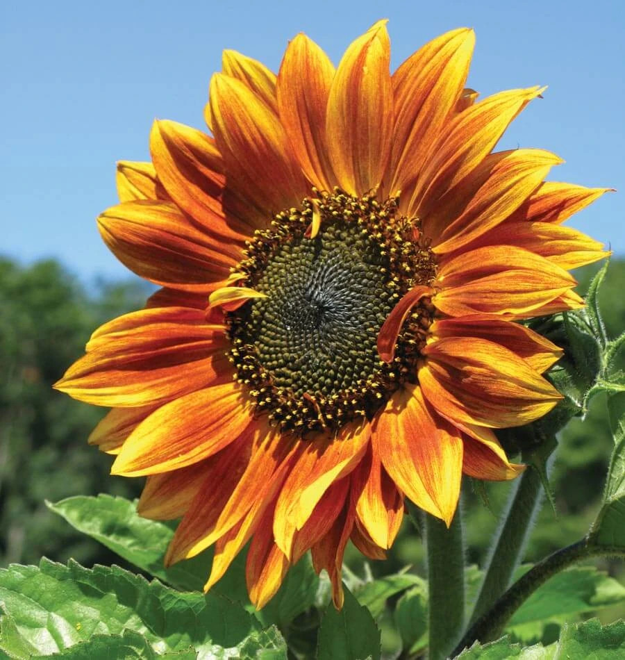 Autumn Beauty Sunflower Seeds | For Planting Orange Garden Sun Flower Seed 2023