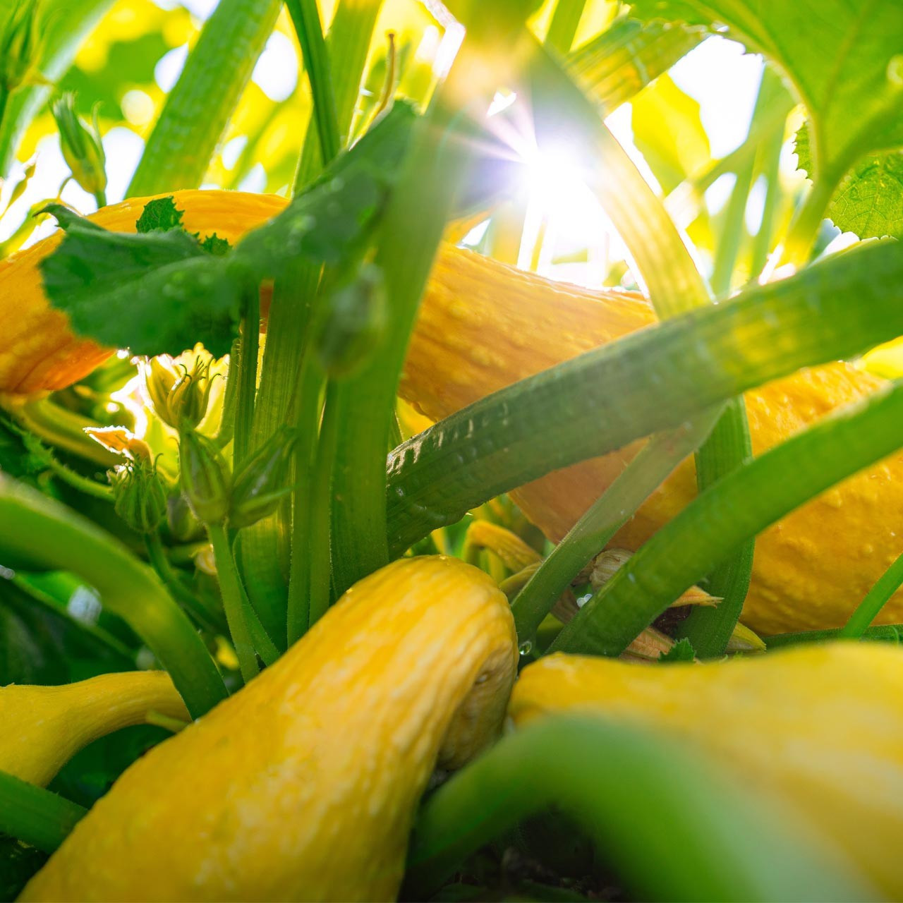 75 Yellow CrookNeck Summer Squash Seeds-with Bonus! |ORGANIC NON-GMO HEIRLOOM