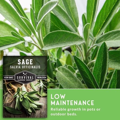 Packs Culinary Sage Seed for Planting – Packet with Instructions to Grow 2