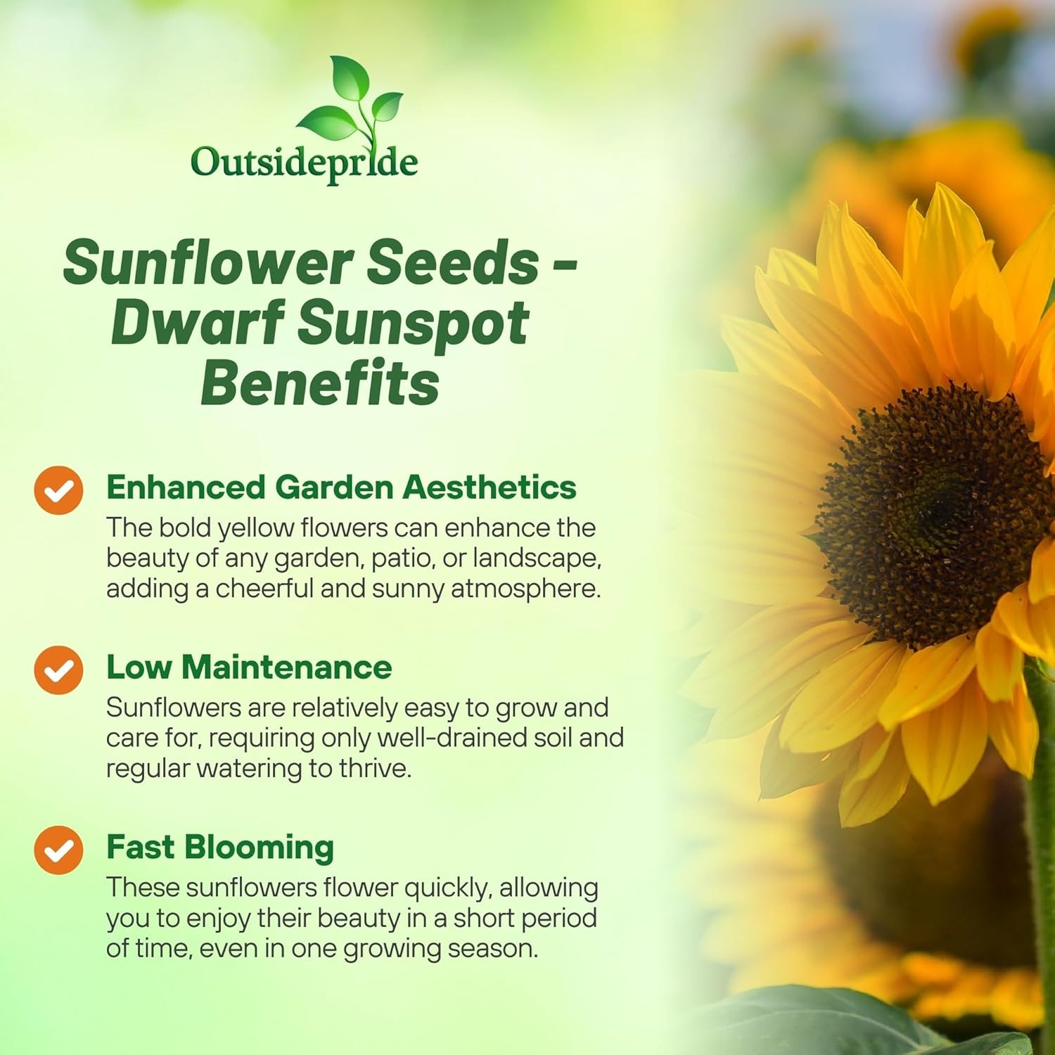 5 LBS Sunflower Seed – Sunflower Sunspot Dwarf Flower Seeds