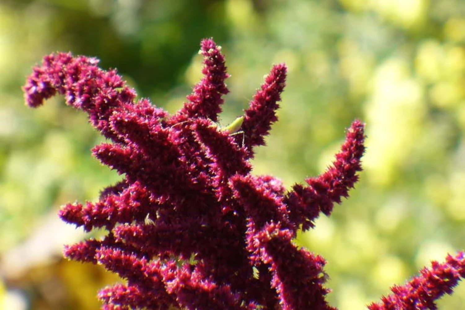 150 PYGMY TORCH AMARANTHUS Hypochondriacus Prince of Wales Feather Flower Seeds