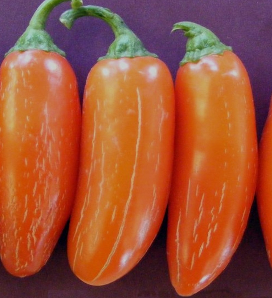 Pumpkin Spice Jalapeno 10 Organic Seeds *Free Shipping*