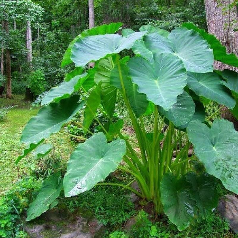 3 LIVE Kalo Eddo Colocasia Esculenta Gabi Elephant Ear Taro Bulbs READY to GROW