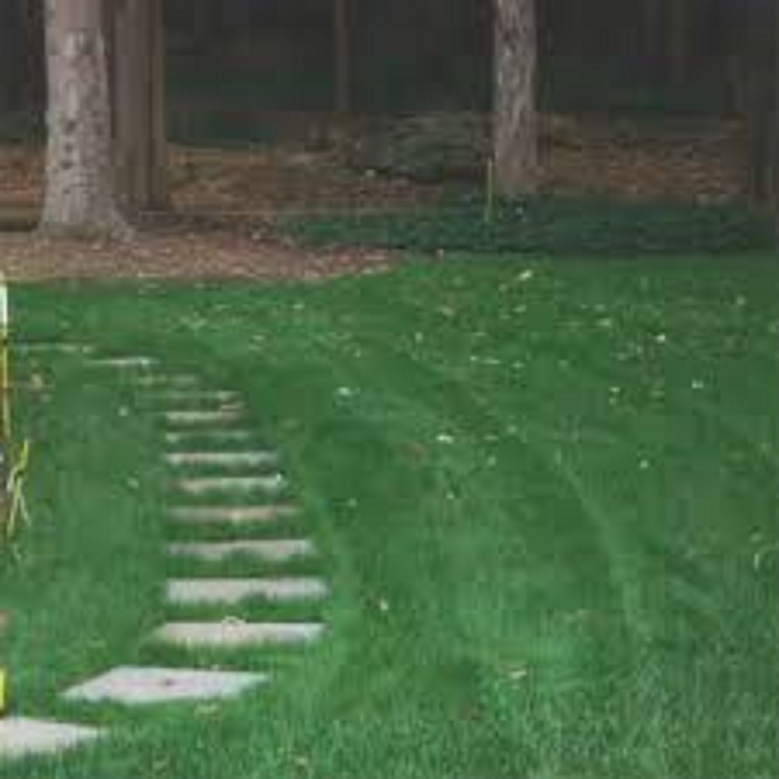 10 LBS SHADY LAWN GRASS SEED MIX Creeping Red Fescue, Bluegrass, Ryegrass Mix