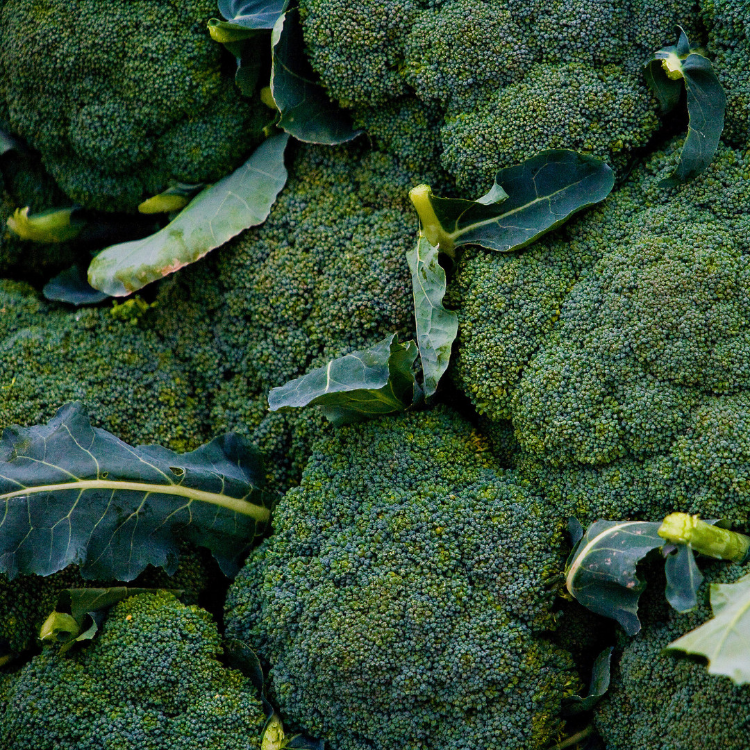 Fresh Premium Broccoli Seeds | Waltham 29 | Heirloom Non-GMO | Vegetable Seeds
