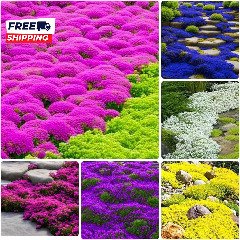 10000 Mix Creeping Thyme Seeds Wild Creeping Thyme Seeds for Planting