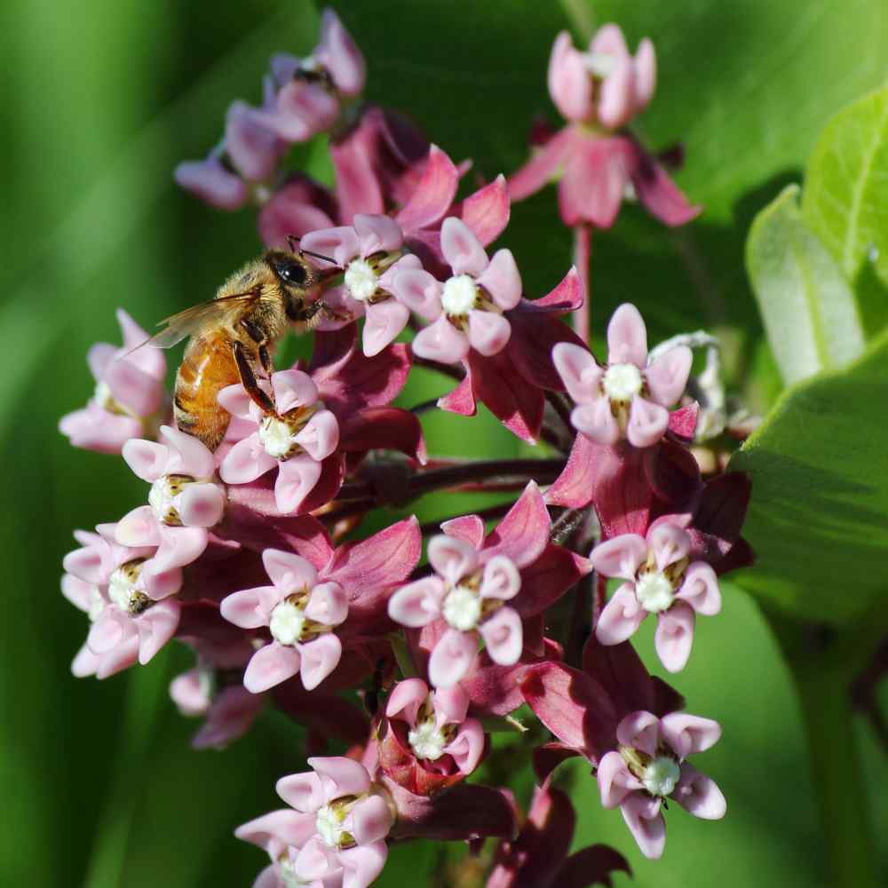Carmine Rose-Swamp Milkweed 50+ Seeds, Asclepias Incarnata, FOOD FOR BUTTERFLIES