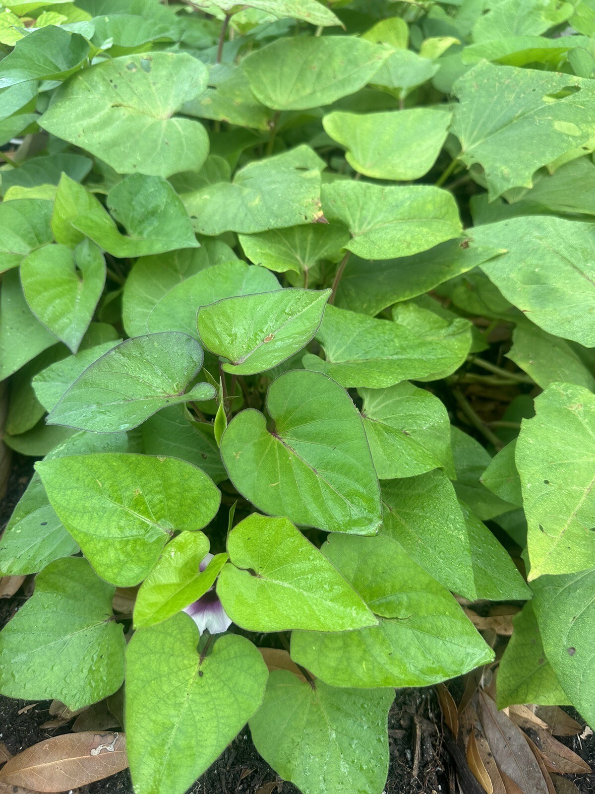 10 Purple Molokai Sweet Potato Slips/ Cuttings / Molokai Sweet Potato Slips