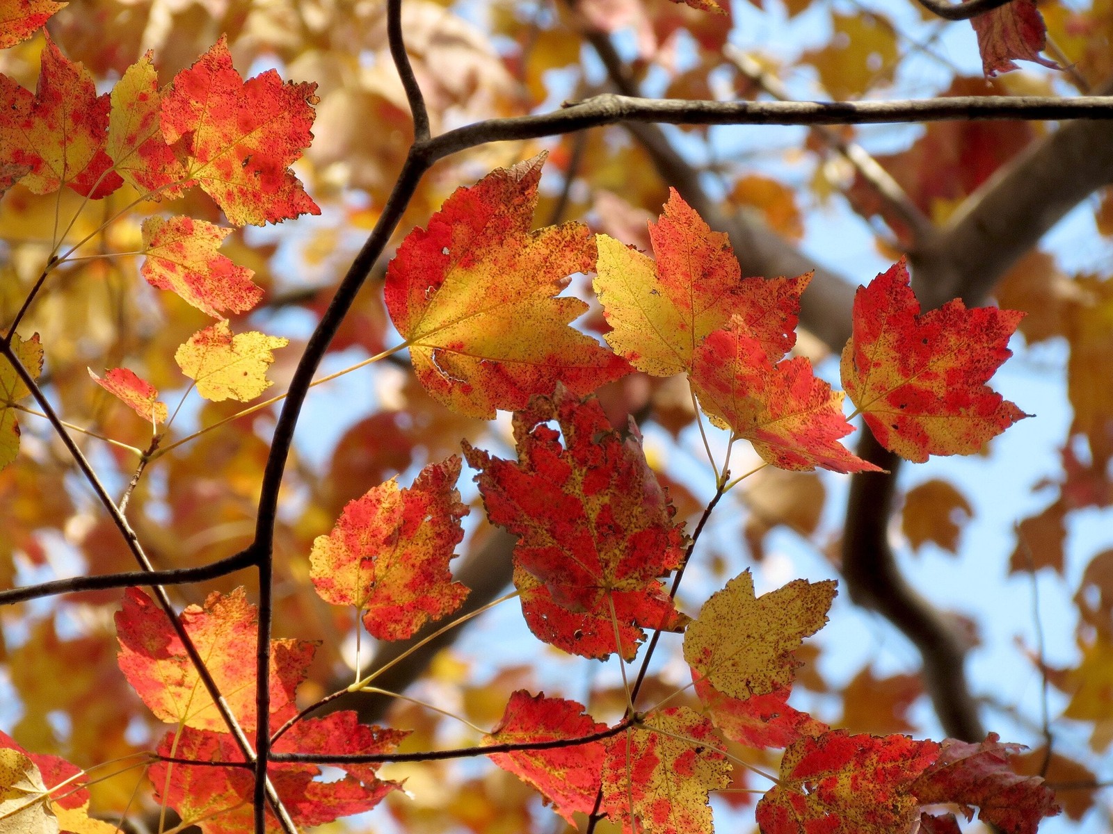 Red Maple Tree Seeds – For 2025 Planting Acer Rubrum Illinois Scarlet Canadian