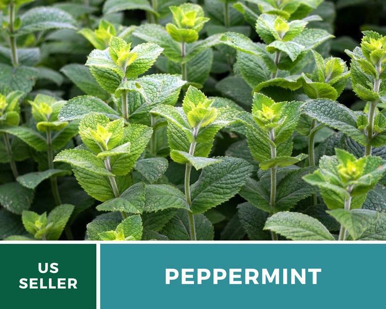 Peppermint – 100 Seeds – Medicinal & Culinary Herb – GMO Free (Mentha Piperita)