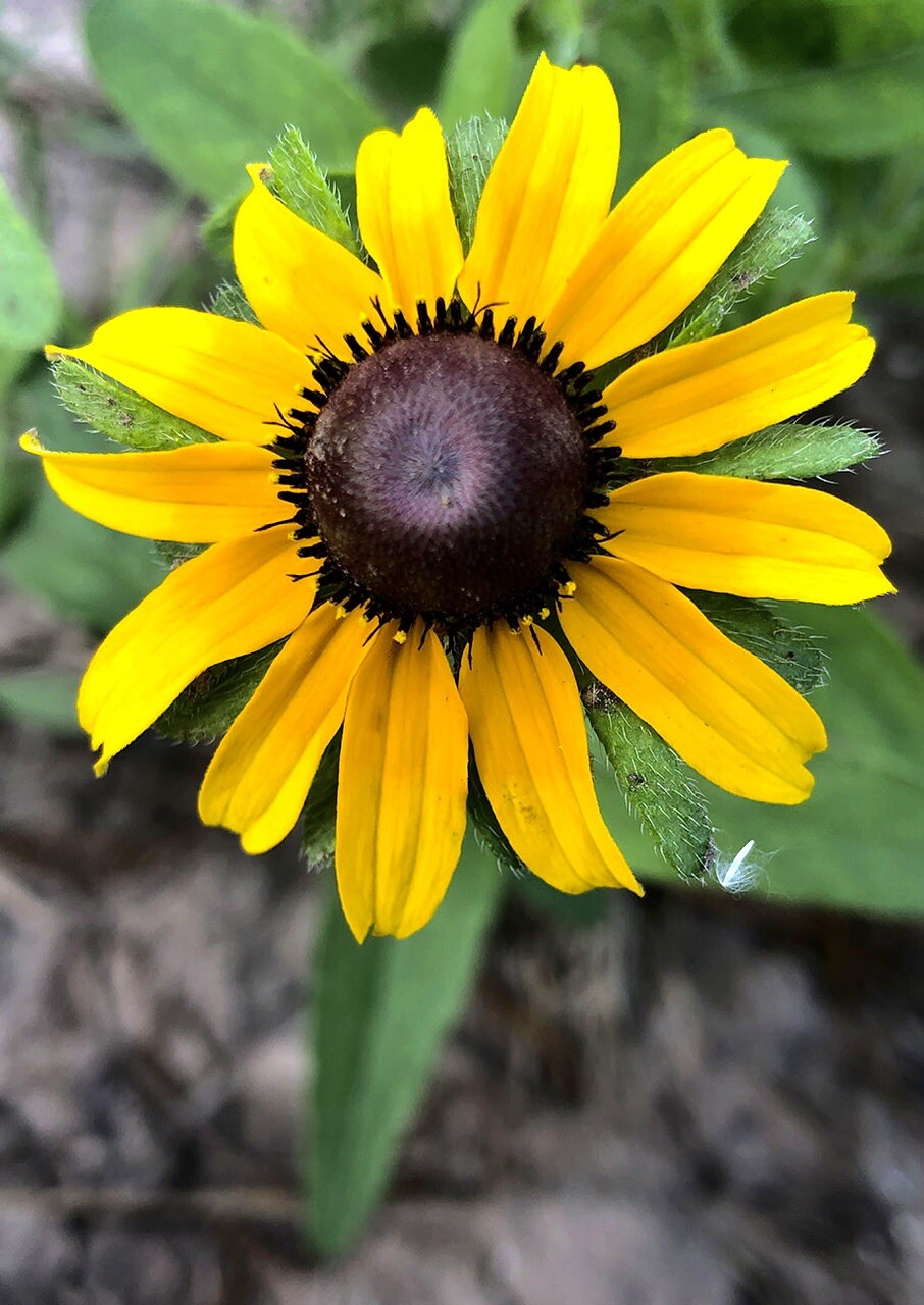 500 + Rudbeckia Seeds- Black Eye Susan . Perennials. Beautiful! Flowers !