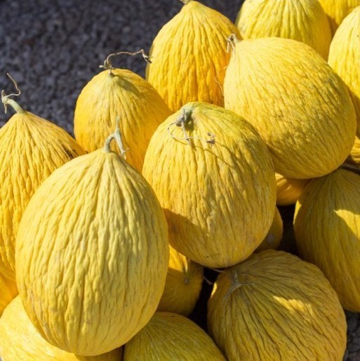 25 Quality Newly Harvested Fresh Sweet Crenshaw Premium Melon Seeds-A 21