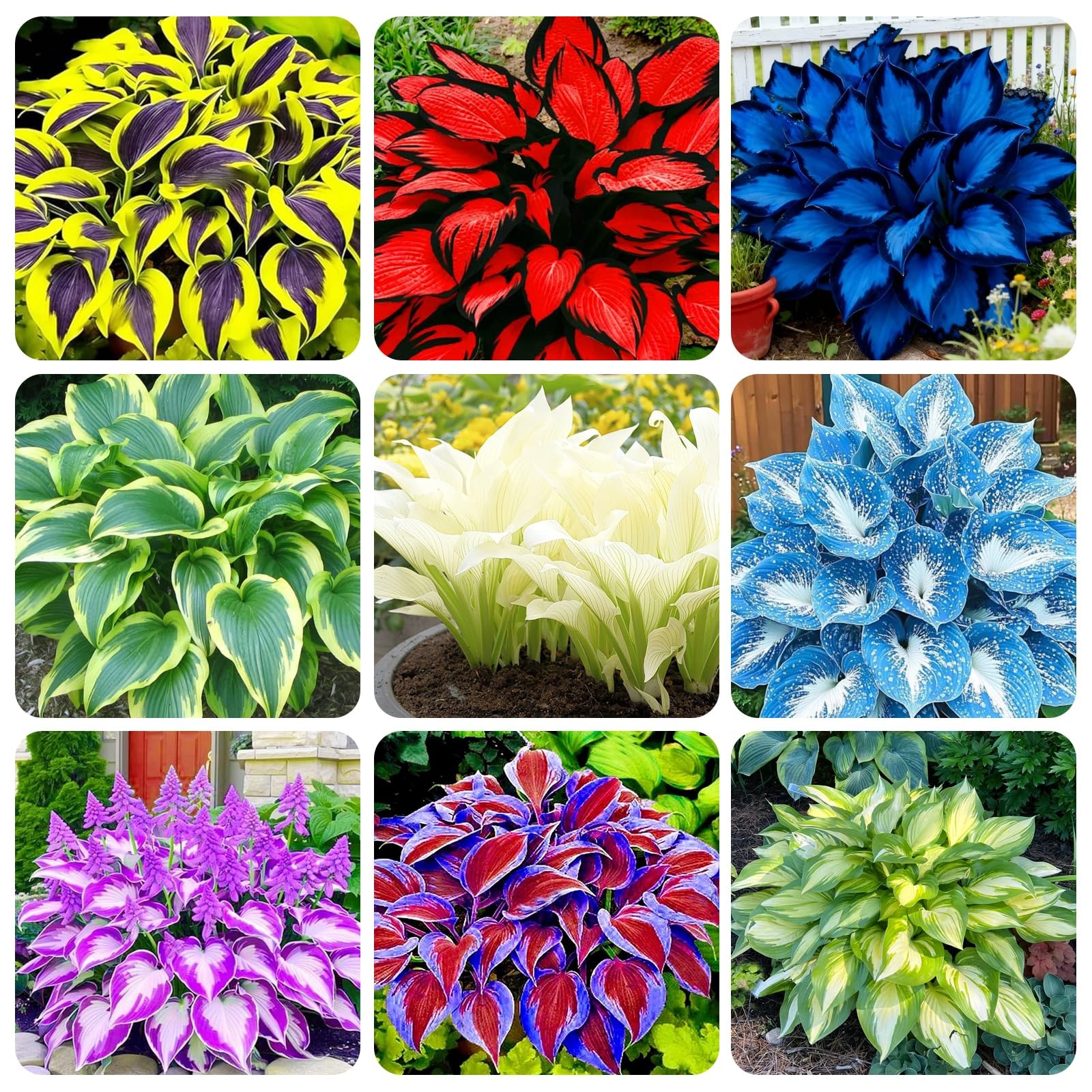 290+ USA PERMIUM Giant Hosta Seeds for Planting Indoor OutdoorNon GMO Heirloo…