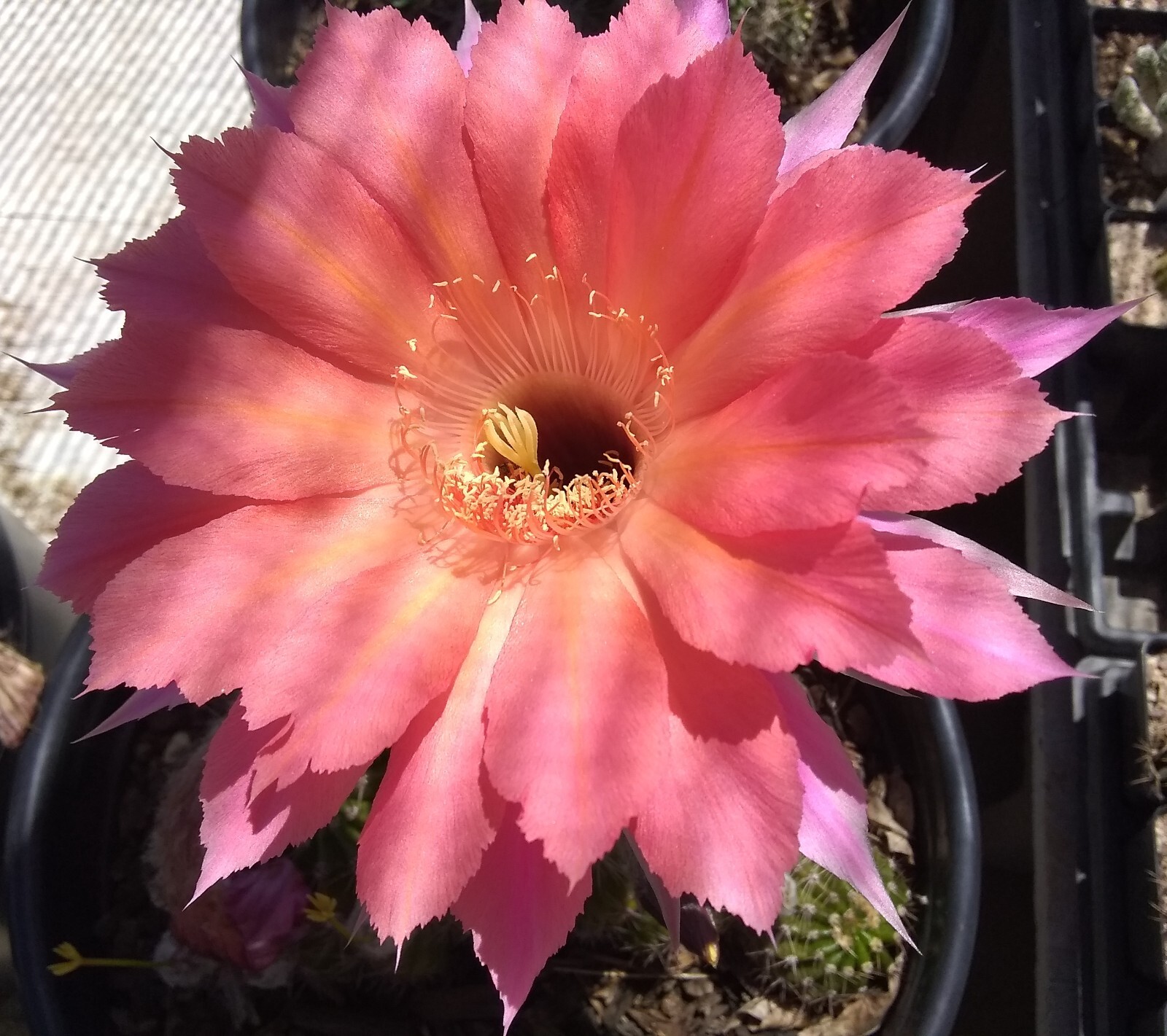 Echinopsis hybrid ‘Ben Hur’