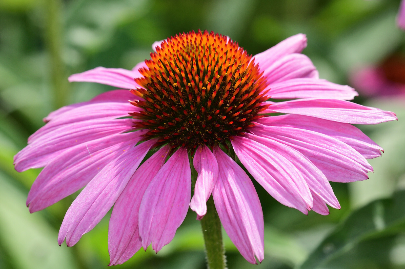 PURPLE ECHINACEA 100 SEEDS, CONEFLOWER, LARGE DAISY-LIKE FLOWERS, USA SELLER