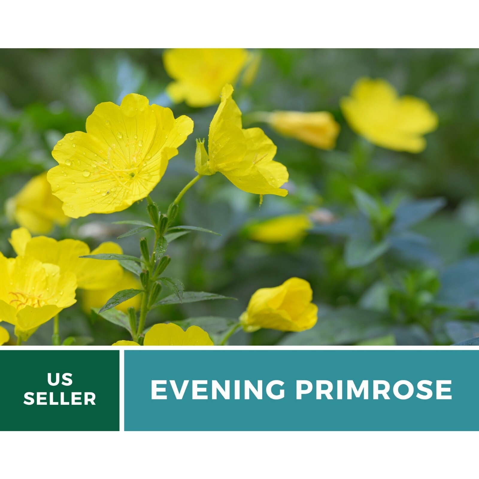 Evening Primrose seeds – Heirloom Flower (Oenothera biennis)