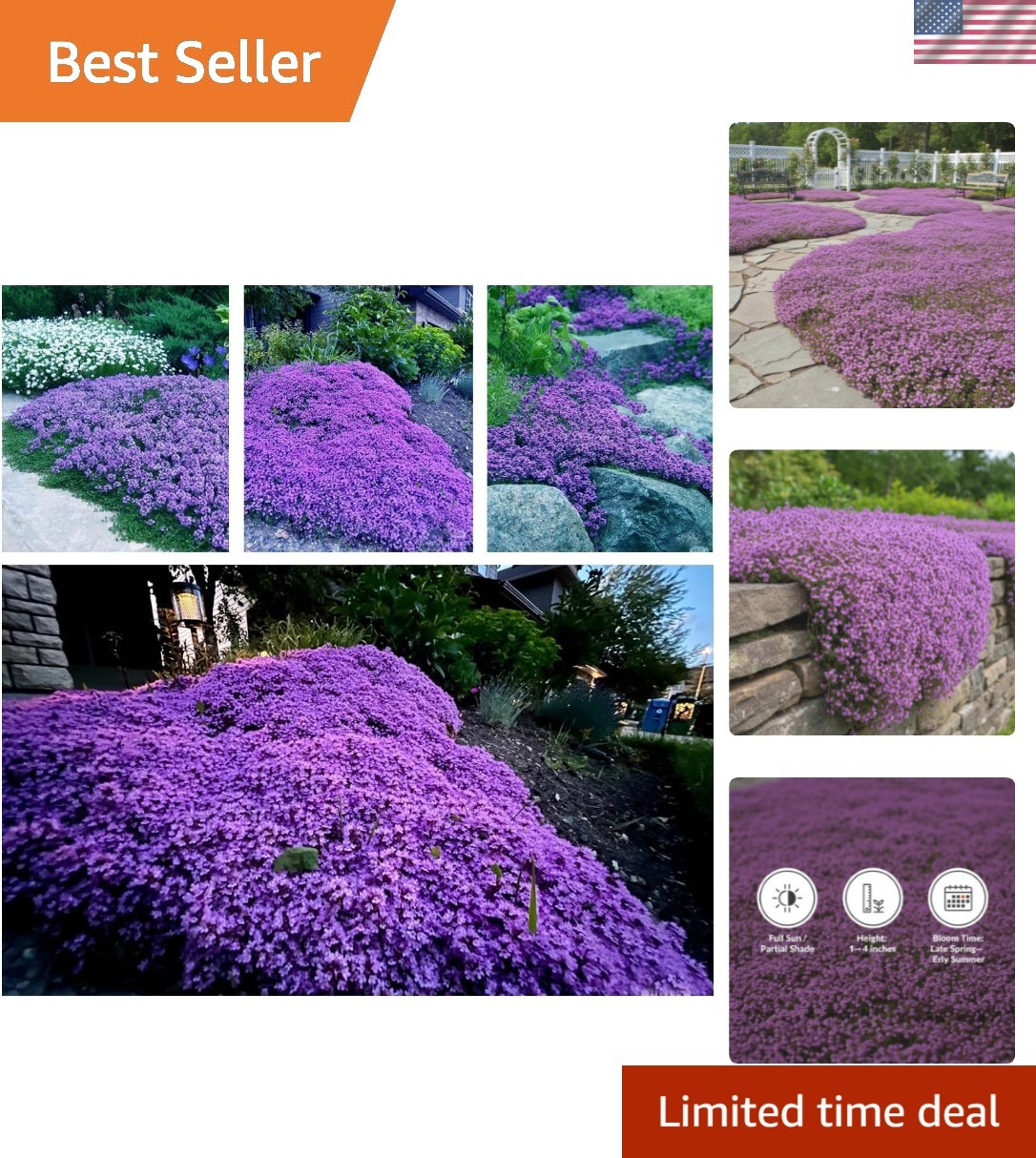 20,000+ Creeping Thyme Seeds Ground Cover, Non-GMO Perennial Flower Seeds, Ha…