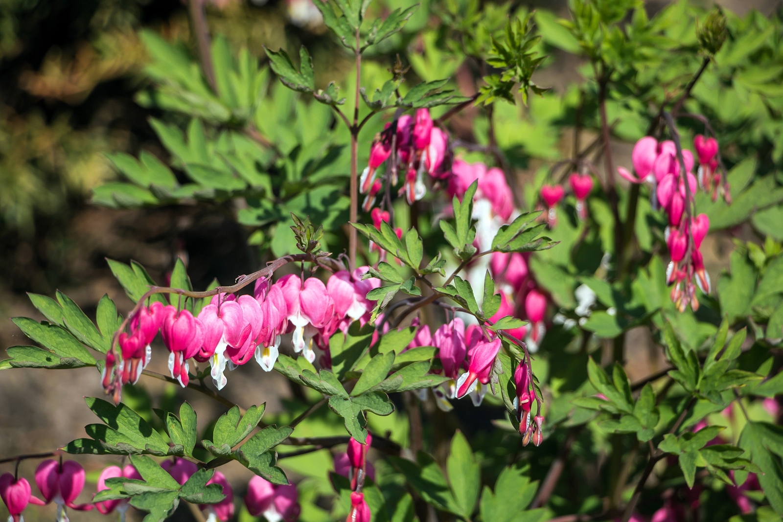 10 BLEEDING HEART – PINK Old Fashioned Dicentra Formosa Shade Flower Seeds