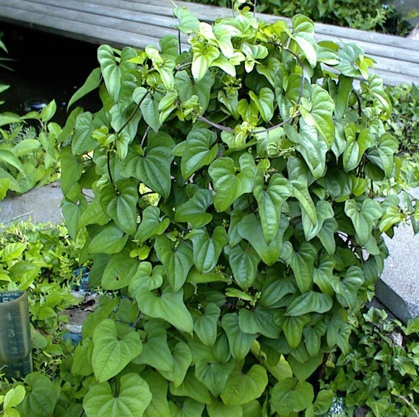 Potato Vine Heart Shaped Leaves Cinnamon Scent Perennial 10 + SEEDS USA Grown