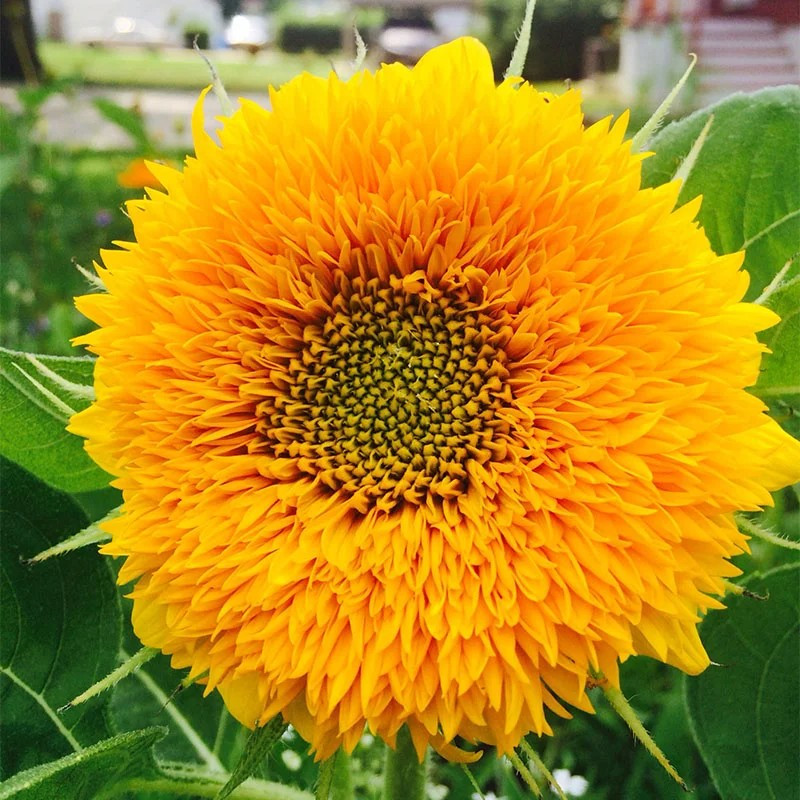 100+ DOUBLE DWARF SUNFLOWER SEEDS — DWARF TEDDY BEAR — SUNGOLD ——- FRESH