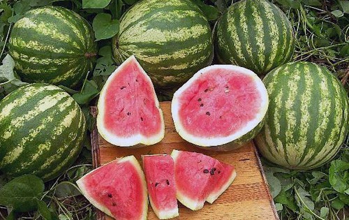 CRIMSON SWEET WATERMELON SEEDS, Heirloom – NON-GMO,