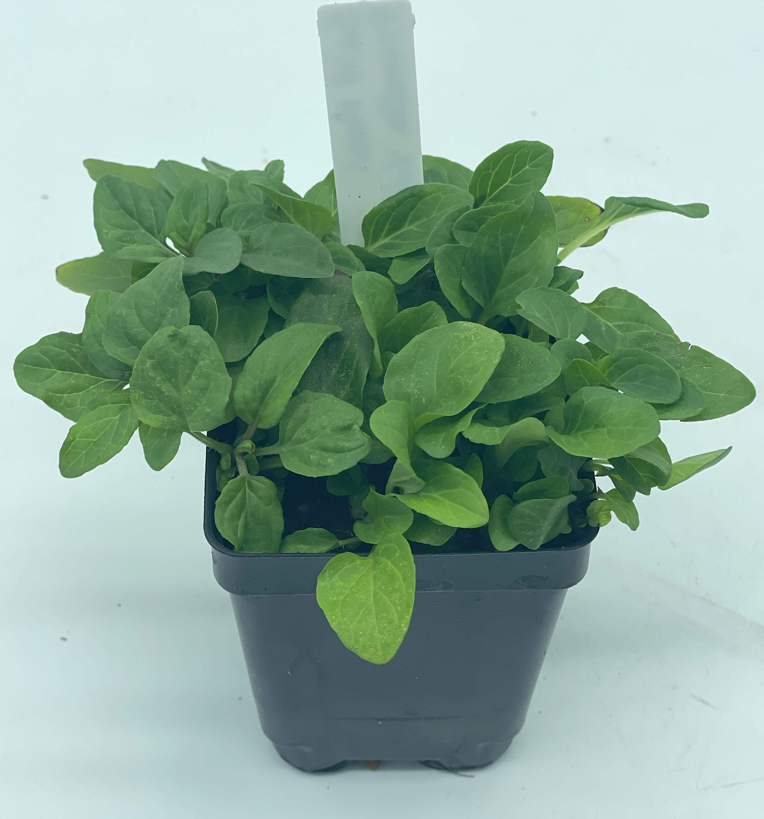 Self Heal / All Heal Starter Plant – Prunella Vulgaris – Great Cool Season Plant