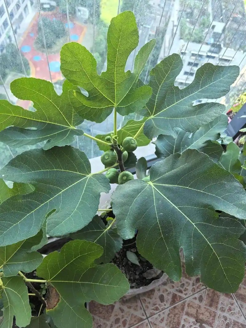 Fig Tree Seeds 300ct Ficus carica Fruit Seeds for Planting Outdoor Garden