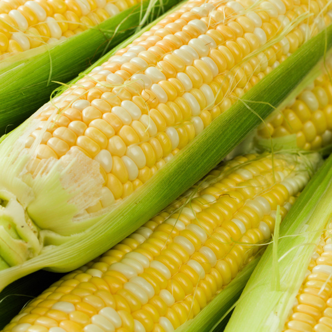 Fresh Peaches and Cream Corn Seeds | Sweet | Heirloom Non-GMO | Vegetable Seeds