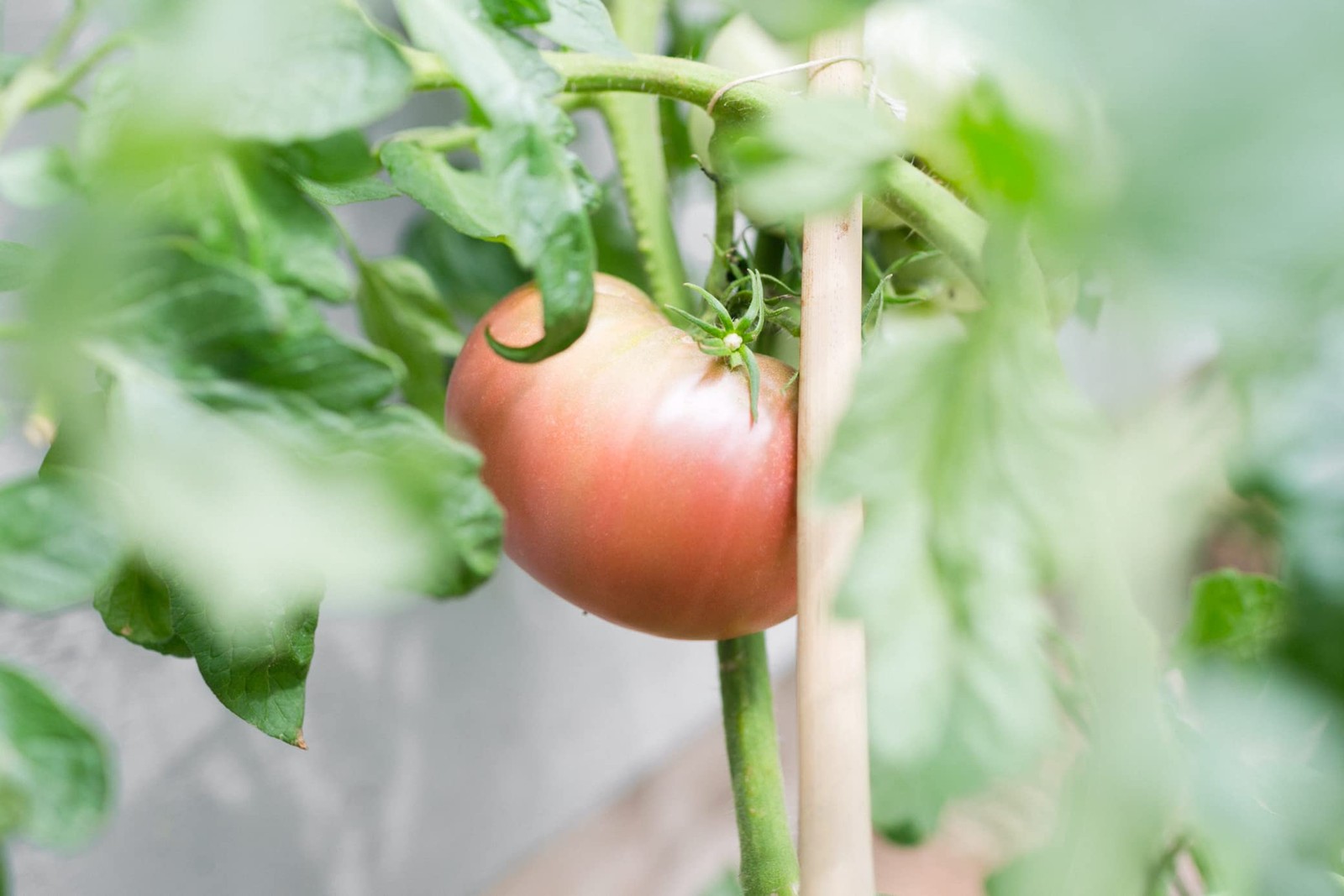 Certified Organic Tomato Seeds 10Pack – Non GMO, Open Pollinated – Cherokee P…