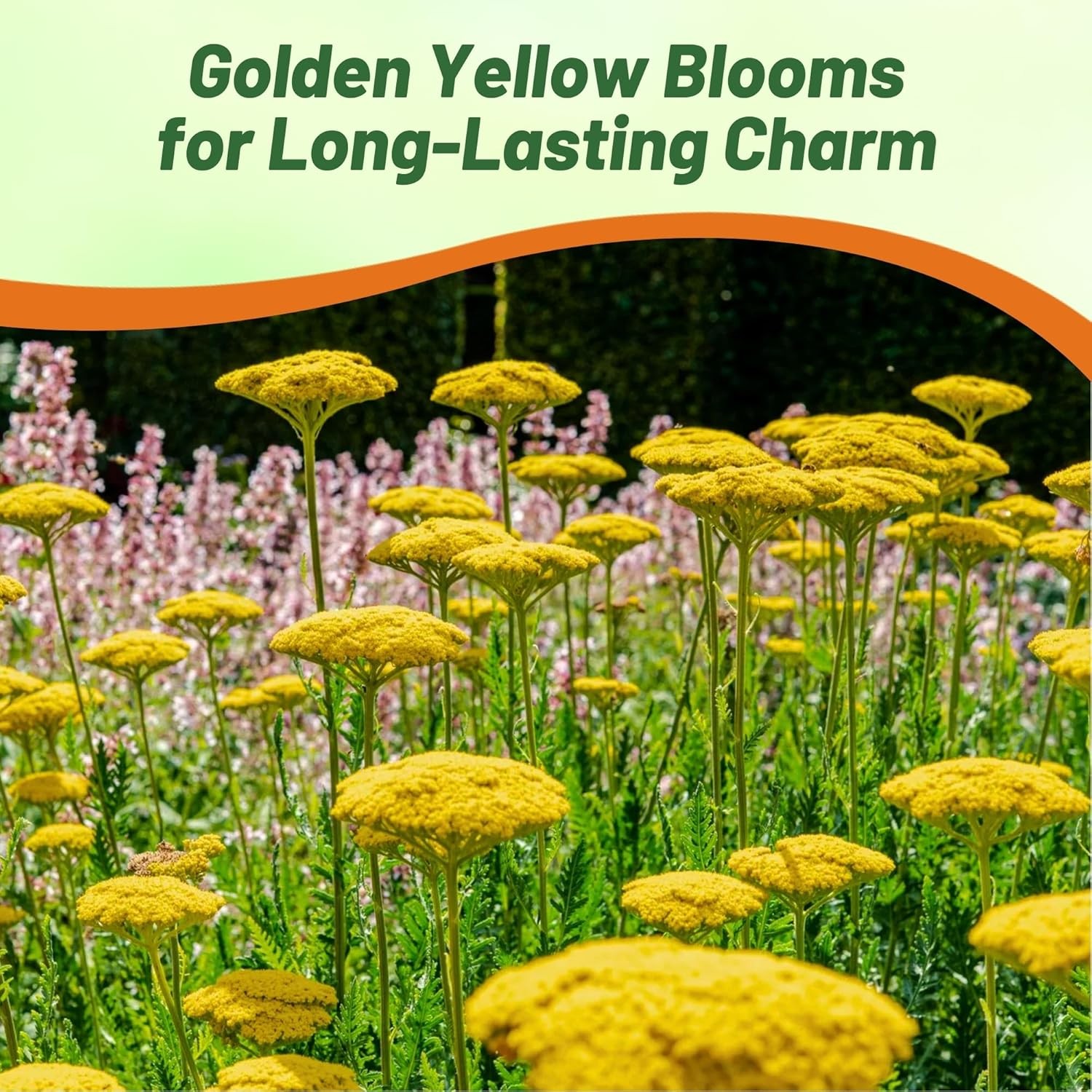 5000 Seeds Achillea Yarrow Fernleaf Parker Drought Resistant Garden Flower
