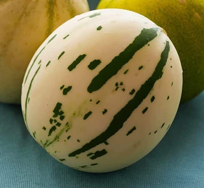 10 White and Green Melon Seeds | Very Rare – Ships from Iowa, USA