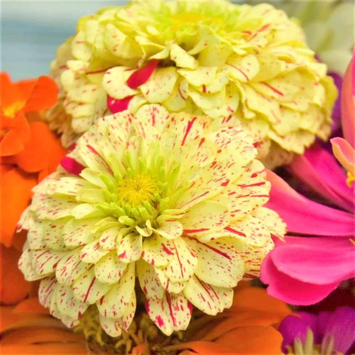 Peppermint Candy Stripe Zinnia Seeds – For 2026 Planting New Lot Giant