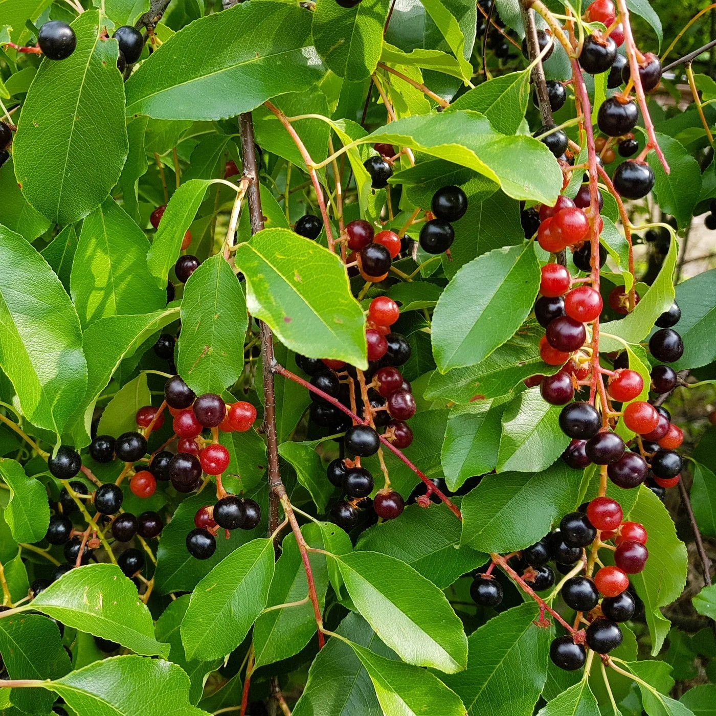 40 pcs Black Cherry Tree Seeds, Prunus Serotina Fruit Tree Seeds for Planting