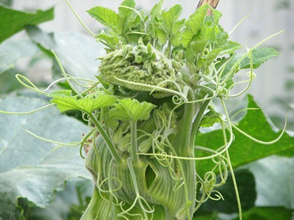 10 PCS SUPER SQUASH BUDS , BÍ SIÊU NGỌN | 98% GERMINATION |