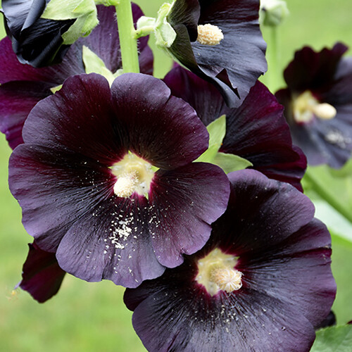 Nigra Hollyhock Seeds | 25 – 250 Seeds | Non-GMO | Free Shipping | 1193