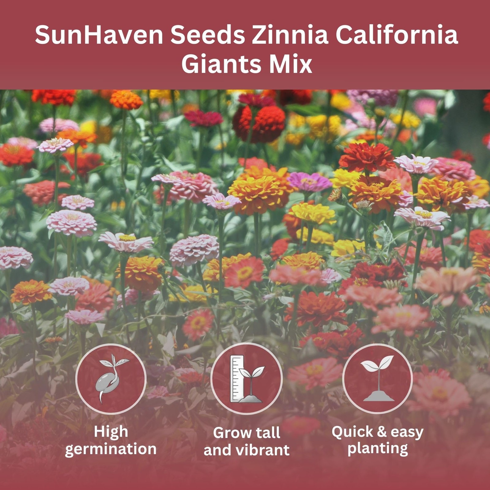 SunHaven Seeds Zinnia Seeds – California Giants Mix – 4,000+ Seeds – 1 oz Bul…