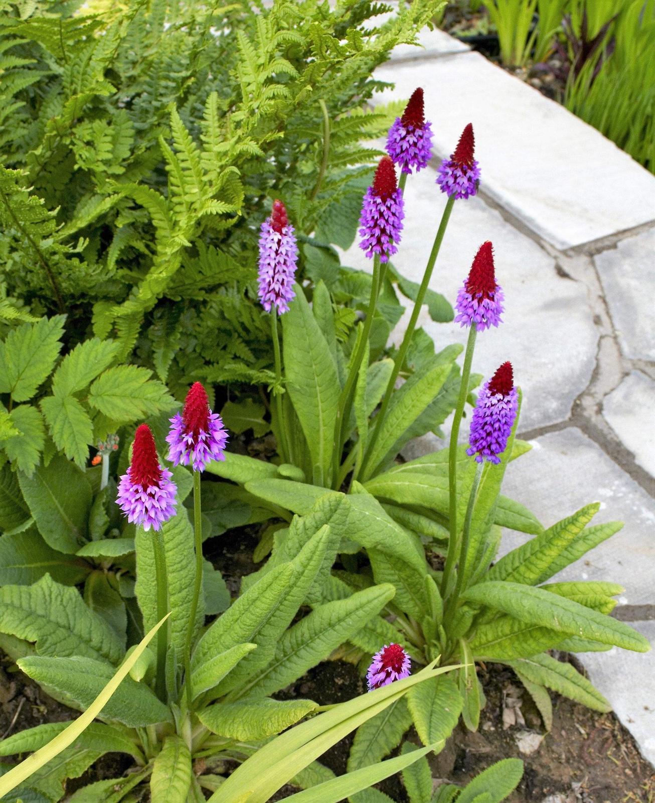 20 ORCHID PRIMROSE Primula Vialii Red Hot Poker Pink Purple Shade Flower Seeds