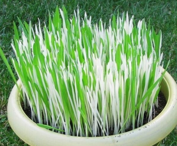 Hordeum Variegated cat grass 50 seed