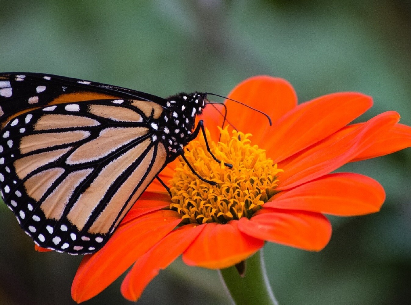 Sunflower Seeds – Large Orange Blooms, Drought-Tolerant, Mexican Torch Variety