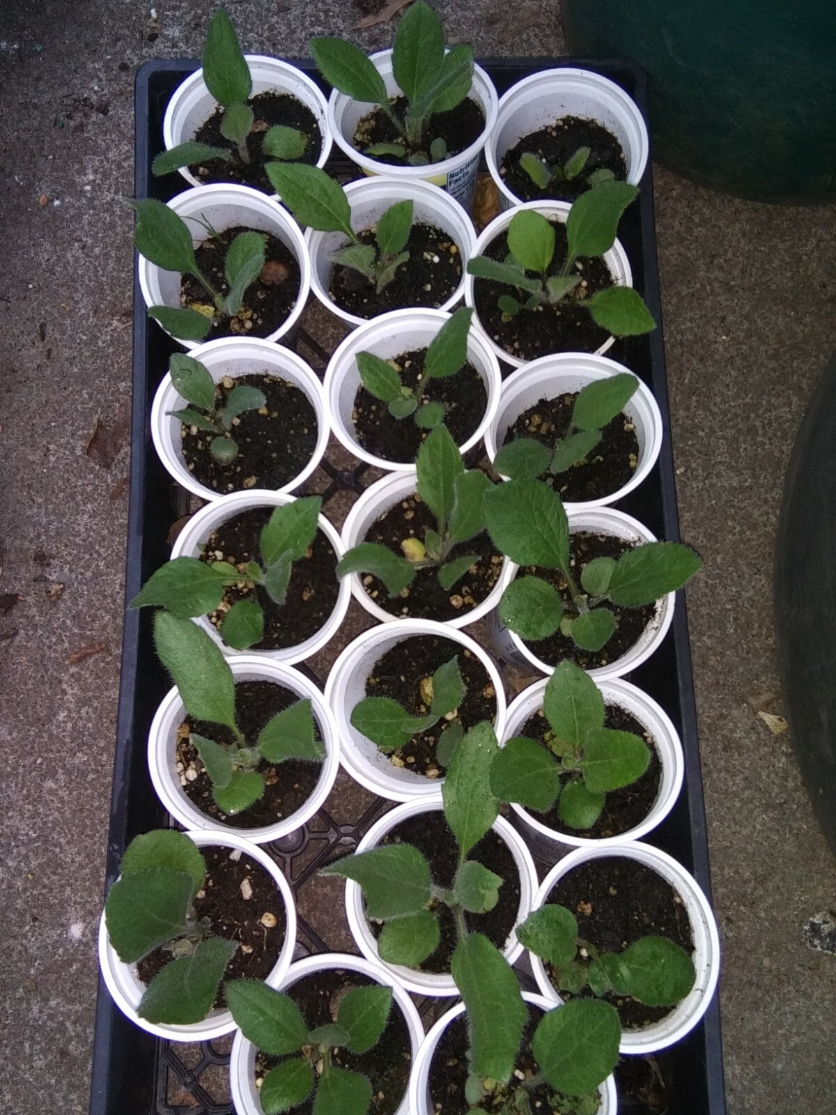 Echibeckia “Summerina” Echinacea x Rudbeckia Cross Seed