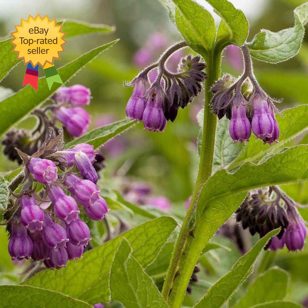Symphytum Officinale Comfrey Seeds Non Gmo Heirloom Fresh Garden Seeds