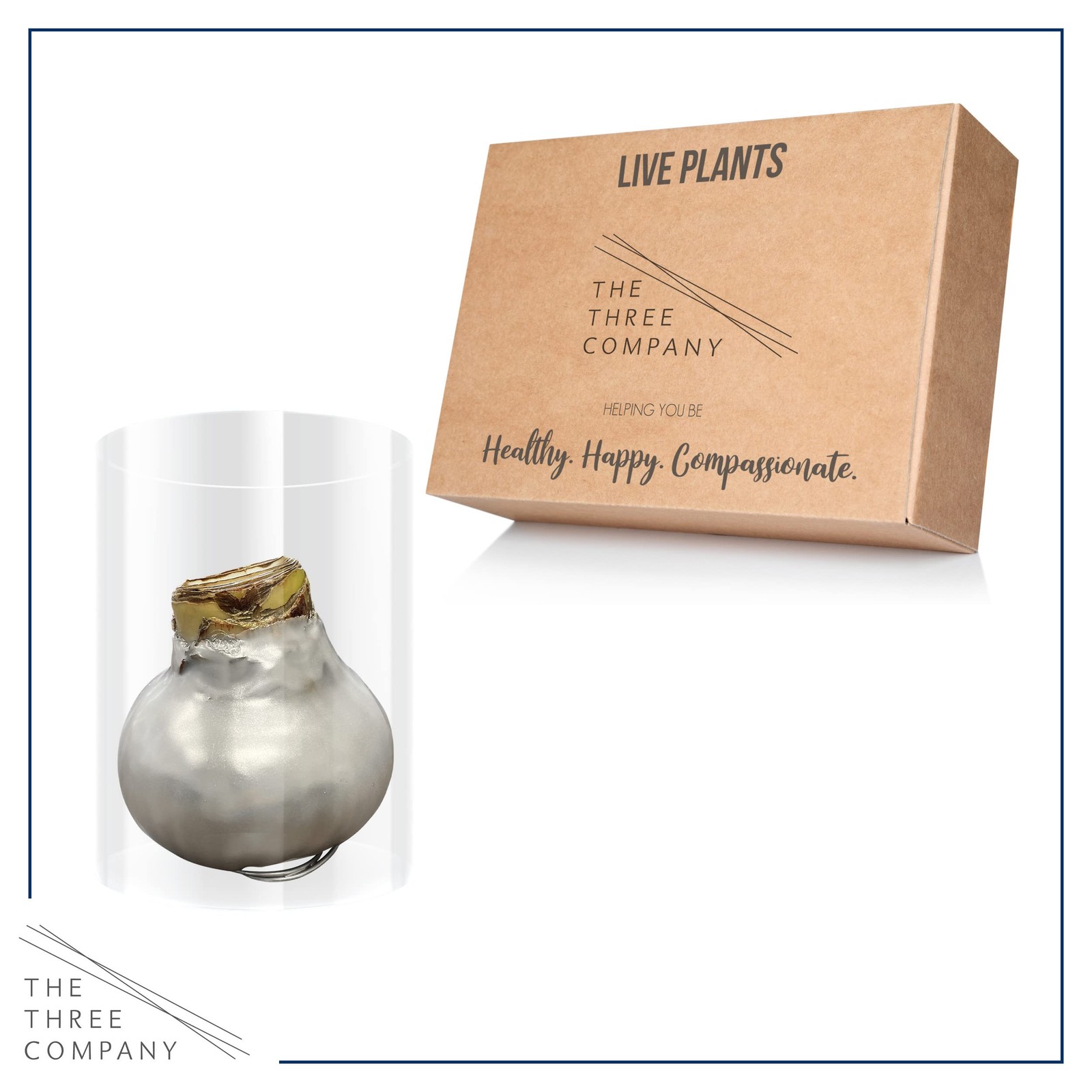 Live Waxed Amaryllis Bulb – Silver with Red Flowers – Easy Care Holiday Gift
