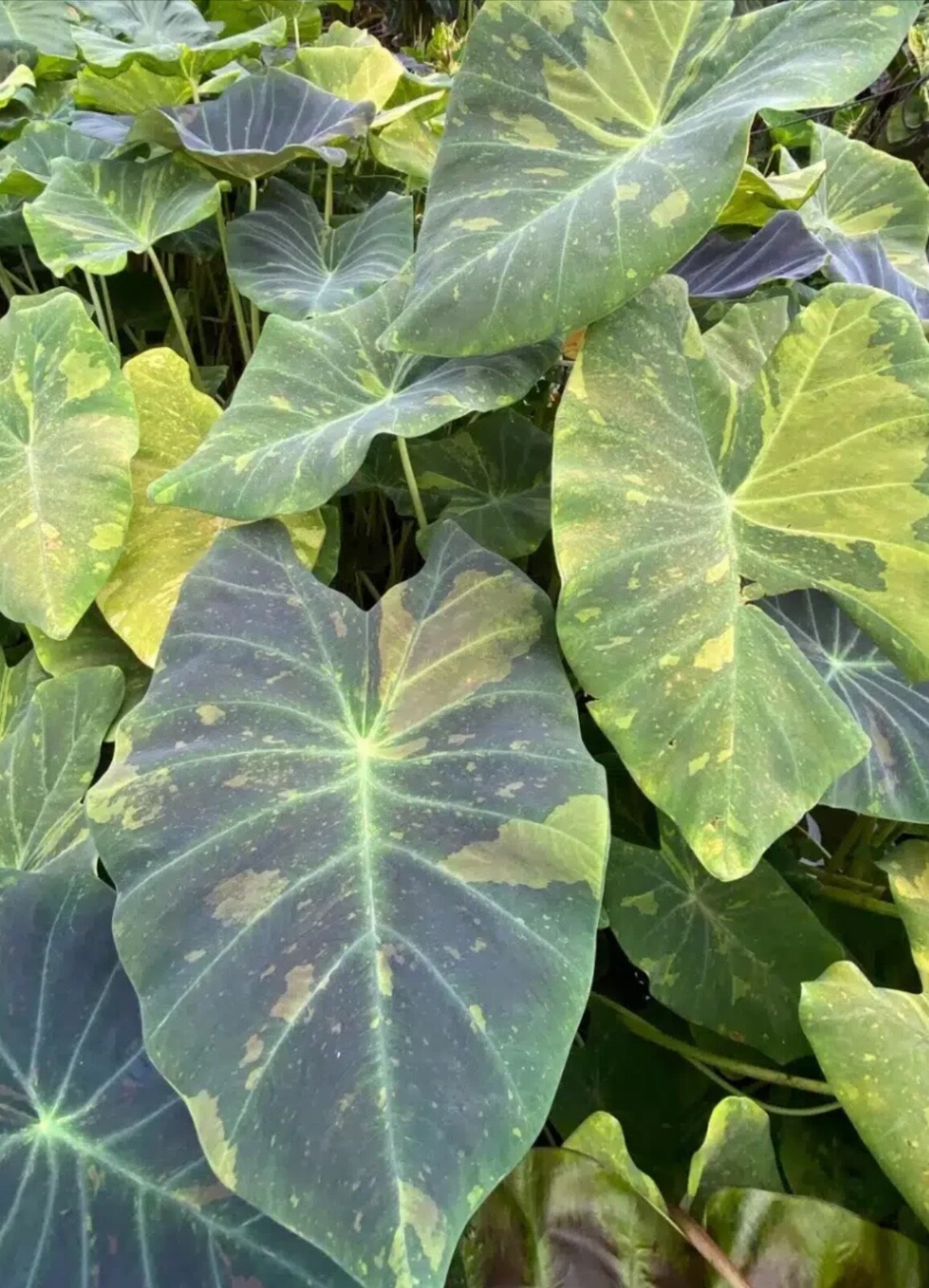 AUTHENTIC Colocasia Midnight Bright 1 bulbs