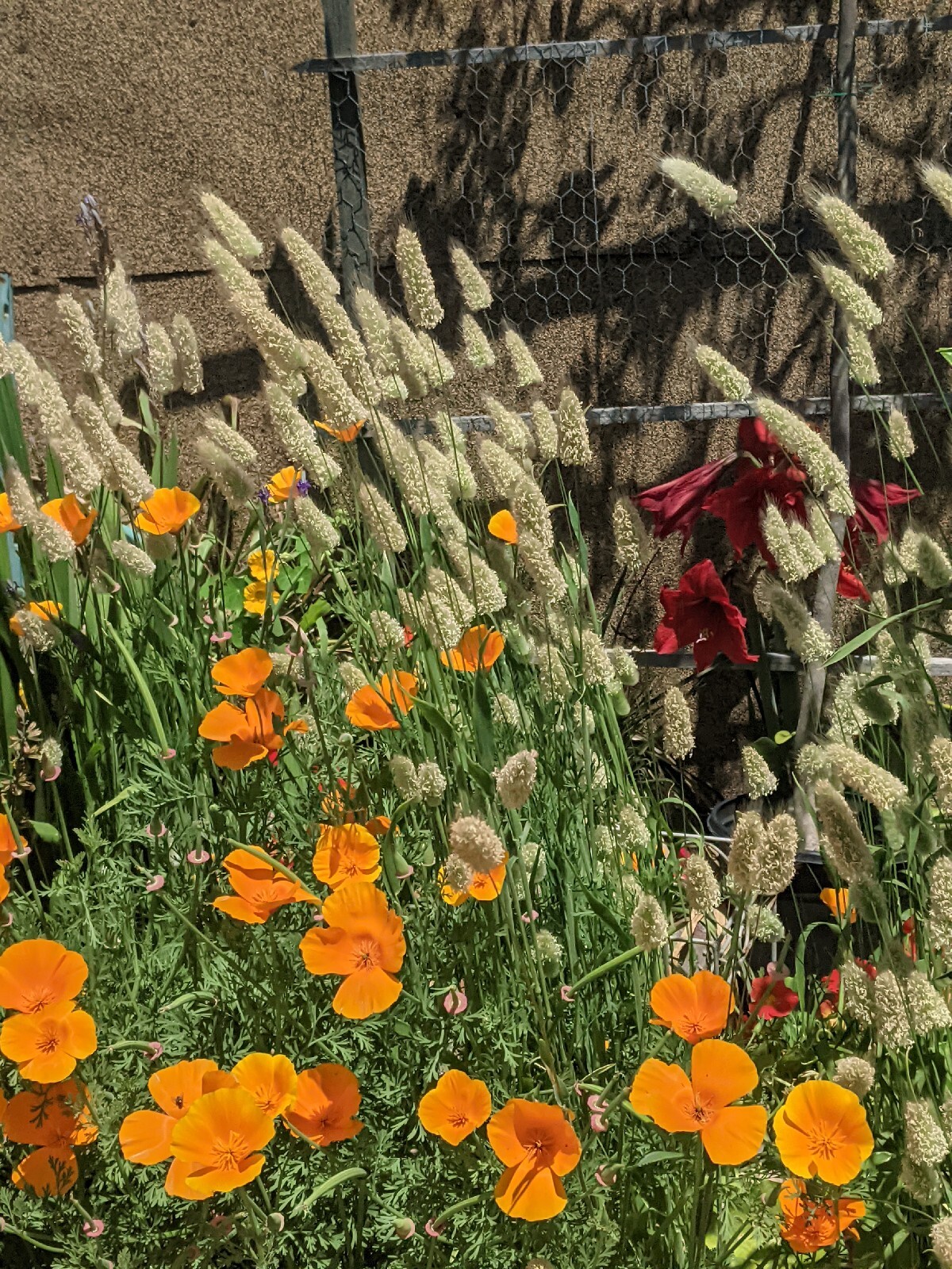 California “Gold Rush” Poppies (100+ SEEDS) Eschscholzia. USA Grown 2023 CROP