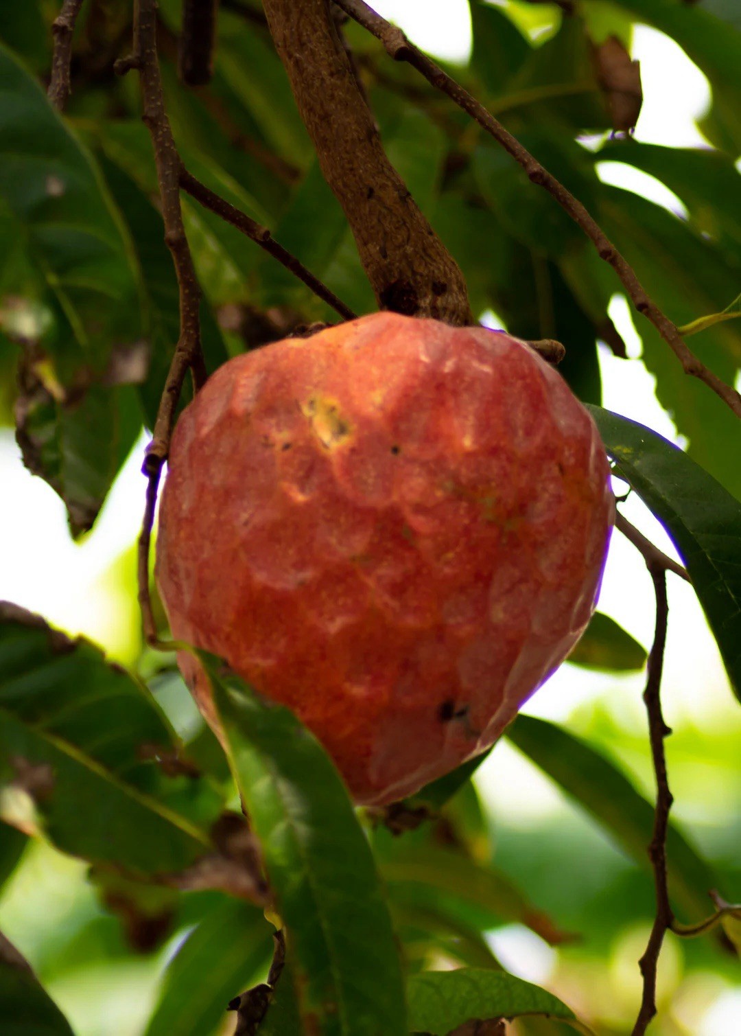 Rare Red Custard Apple (Annona Reticulata) Bullock’s Heart live Tree 8in-12in
