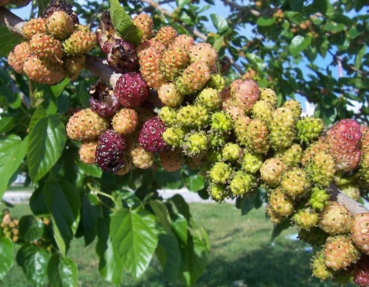 Black Mulberry, Morus nigra, Tree Seeds (Hardy, Edible)