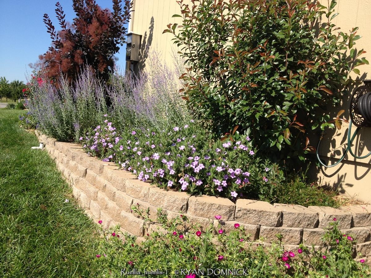 BULK SEEDS!…Ruellia humilis…Lavender & Pink Wild Petunia…QTY/bag=250