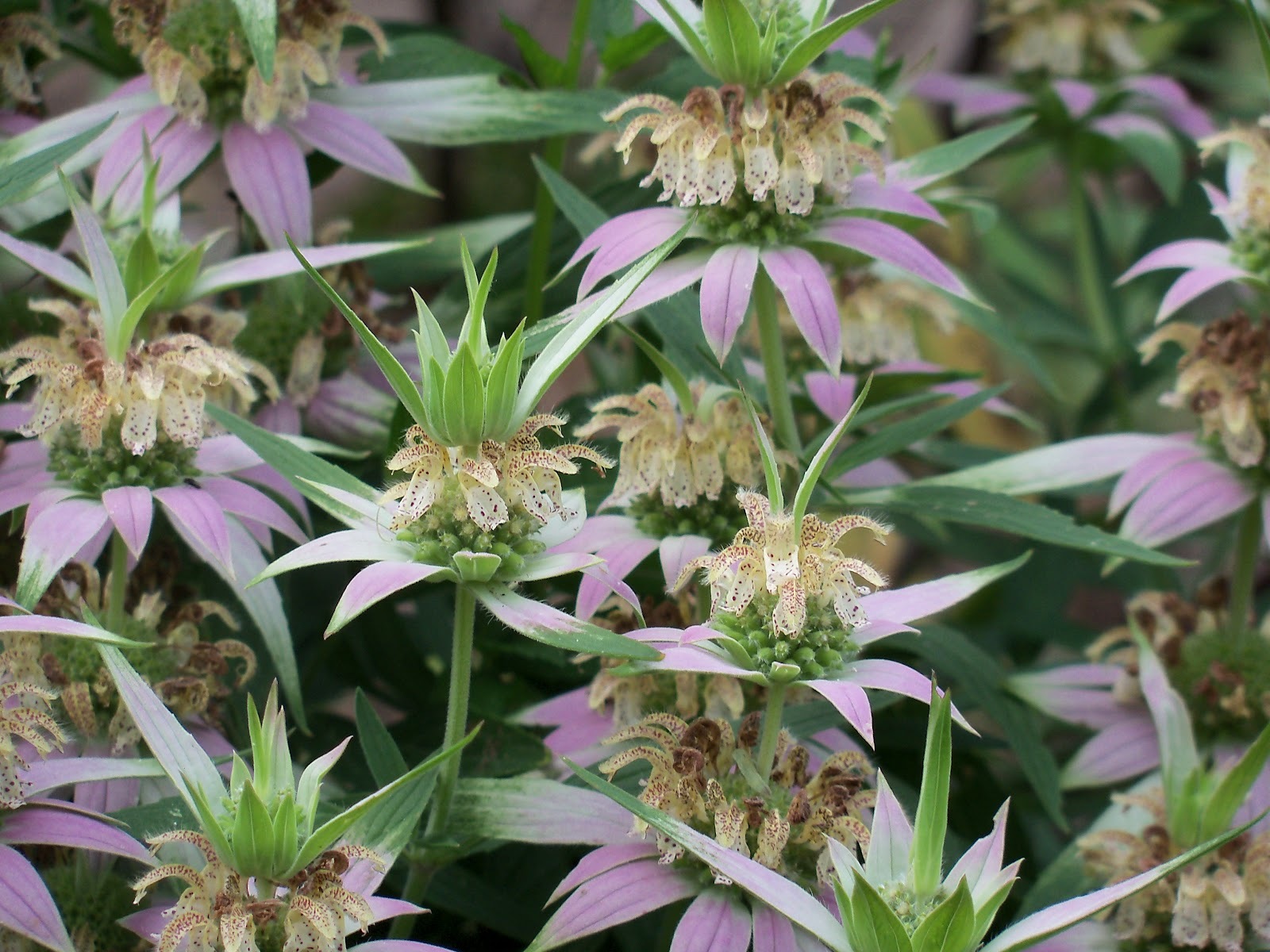 301+SPOTTED BEE BALM Flower Seeds Native Wildflower Herbal Tea Medicinal Plant