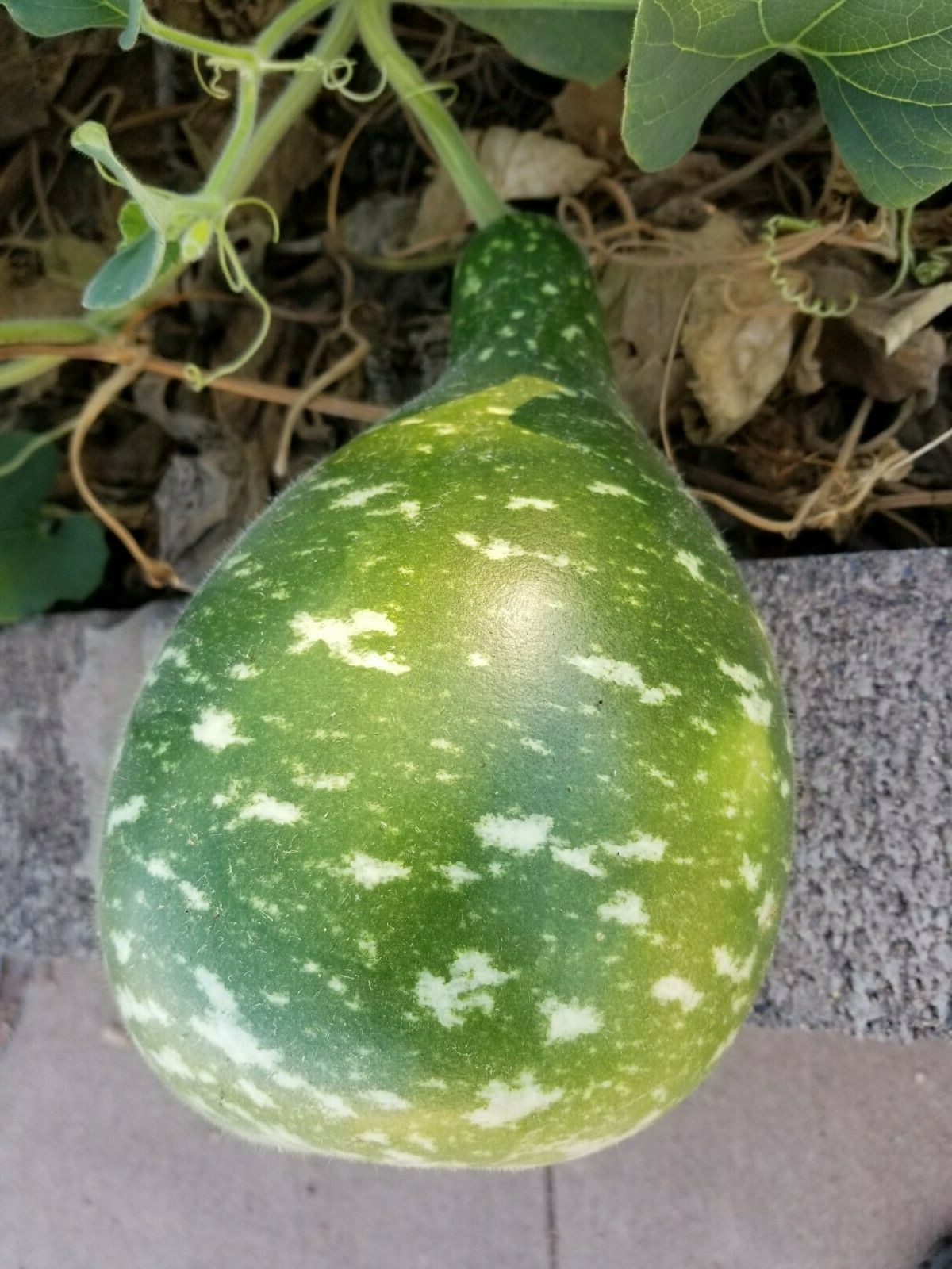 100 Birdhouse Bottle / Speckled SWAN GOURD Lagenaria Organic Seeds US Grower